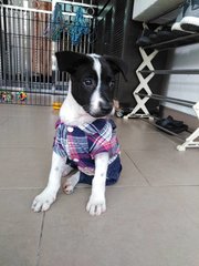 Oreo - Mixed Breed Dog