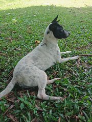 Oreo - Mixed Breed Dog