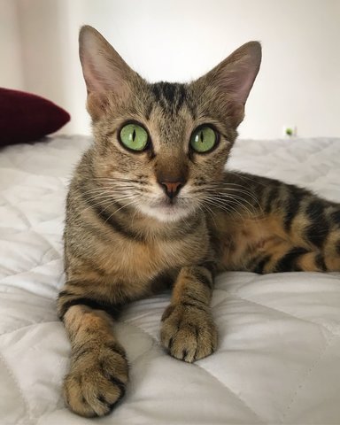Maddy - Domestic Short Hair Cat