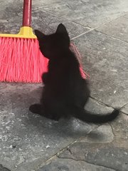 The kitten playing with the broom.