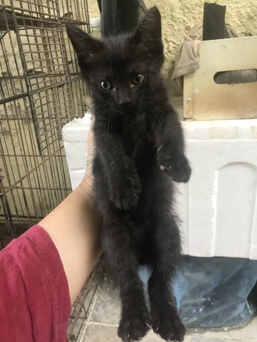 Baby Blackie - Domestic Medium Hair + Persian Cat