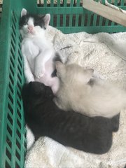 The kitten with the white body and black spots