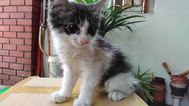 Kitty - Domestic Medium Hair Cat