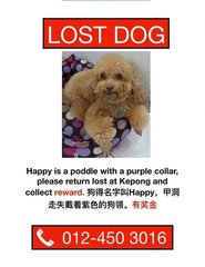 Lost dog poster