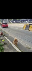 Last picture taken by a MRT worker at side road near Taman Ehsan Kepong