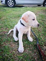 Arlo Boy - Mixed Breed Dog