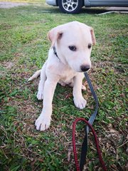 Arlo Boy - Mixed Breed Dog