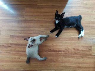 Oreo &amp; Grey  - Tuxedo + Domestic Short Hair Cat