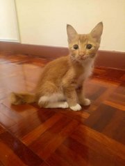 Caramel - Domestic Medium Hair Cat