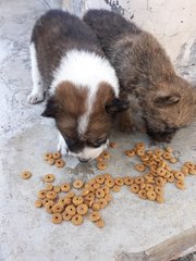 Pancake &amp; Waffle - Mixed Breed Dog