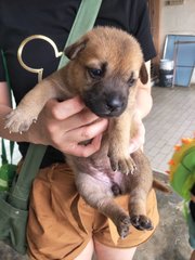 Hershey - Mixed Breed Dog