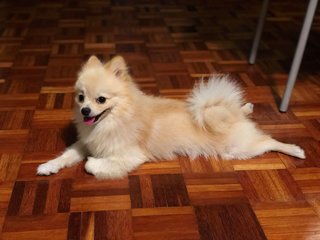 Max  - Pomeranian Mix Dog