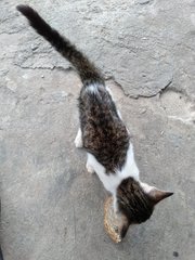 Maggi Mi - Domestic Short Hair + Tabby Cat