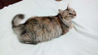 Koko - Domestic Medium Hair Cat