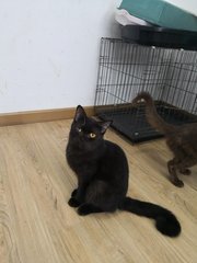 Tam - Domestic Medium Hair + British Shorthair Cat