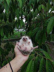 Sunny - Hedgehog Small & Furry