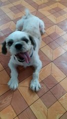 Casper - Shih Tzu Dog