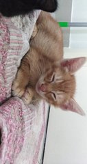 Stray Kittens - Tabby Cat