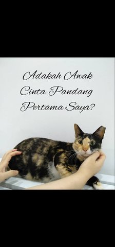 Mawar - Domestic Short Hair Cat