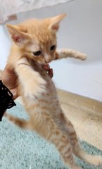 Kitten - Domestic Long Hair + Domestic Short Hair Cat