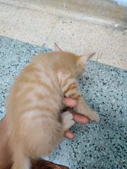 Kitten - Domestic Long Hair + Domestic Short Hair Cat