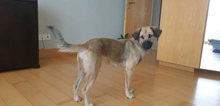 Pepper (Cat And Dog Friendly)  - Mixed Breed Dog