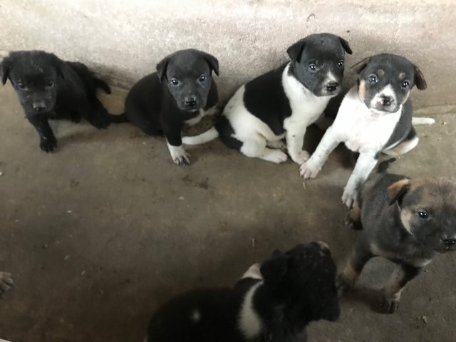 Cute Pups Need A Home! - Mixed Breed Dog
