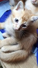 Freckles - Domestic Short Hair Cat
