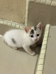 Dora - Domestic Short Hair Cat