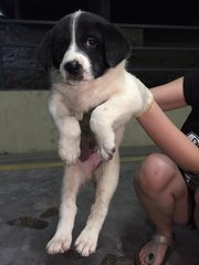 Looking For A Forever Home - Mixed Breed Dog