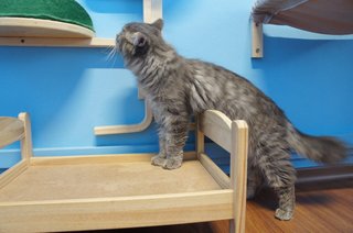 Ayuni - Persian Cat