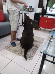 Choco - Labrador Retriever Mix Dog
