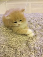 Jelly Bean - Persian Cat