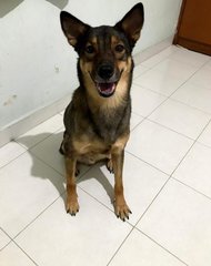 Seven - Mixed Breed Dog