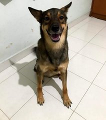 Seven - Mixed Breed Dog