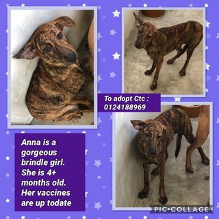 Anna2 - Mixed Breed Dog