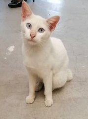 Snowy - Domestic Medium Hair Cat