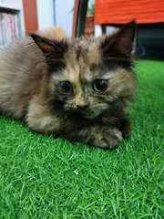 Lily - Persian Cat