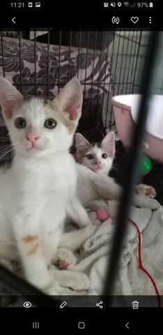 2 Sisters - Domestic Medium Hair Cat