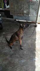 Browny The Gsd - German Shepherd Dog Dog