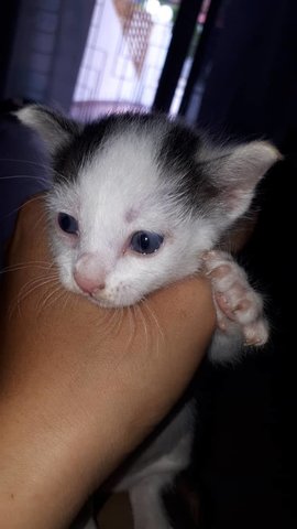 Frosty - Domestic Short Hair Cat