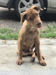 Doggo For Adoption  - Mixed Breed Dog