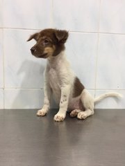 Gigi, Bella &amp; Dakota - Mixed Breed Dog