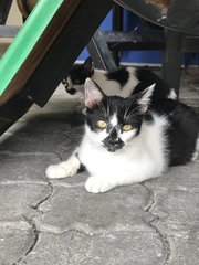 Oreo - Domestic Short Hair Cat