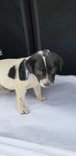 Blu (Died..hit By Train) - Mixed Breed Dog