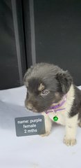 Purple - Mixed Breed Dog