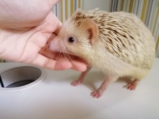 Winnie - Hedgehog Small & Furry