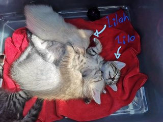 Lilo - Siamese + Tabby Cat