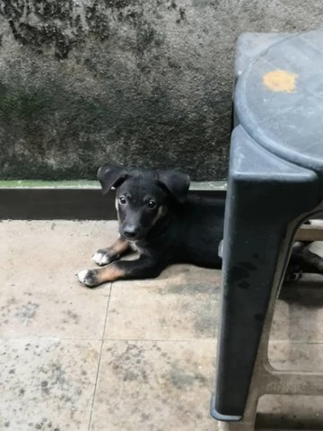 1 Male &amp; 2 Female Mixed Breed Puppy - Mixed Breed Dog