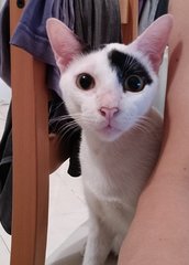 Moo - Domestic Short Hair Cat